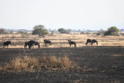 DSC_3379 (Large).JPG